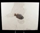 Detailed Priscacara Fossil Fish - Inch Layer #12139-1
